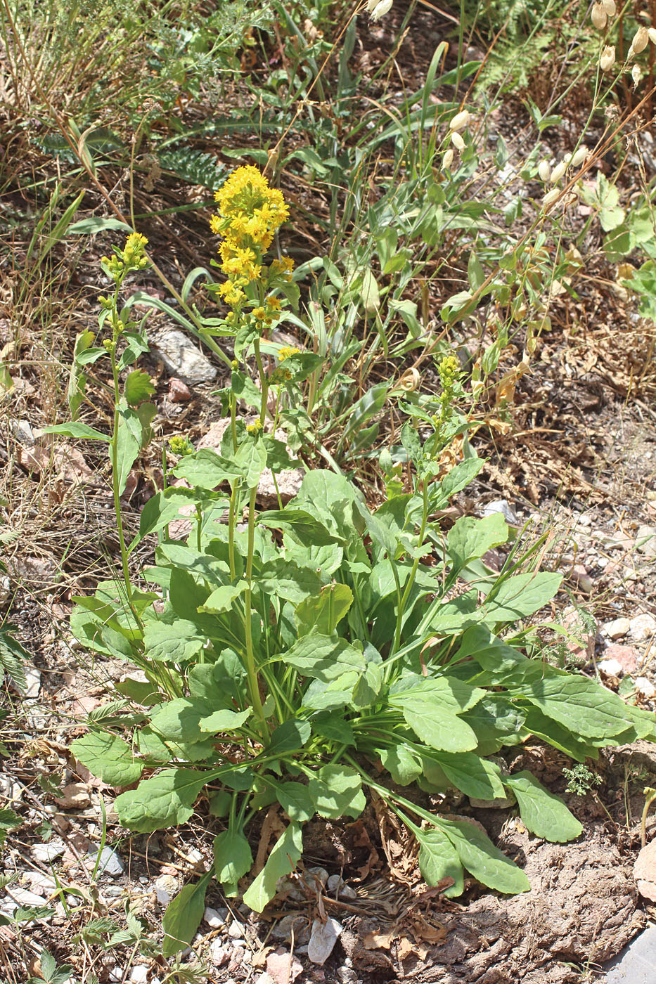 Image of Solidago virgaurea ssp. dahurica specimen.