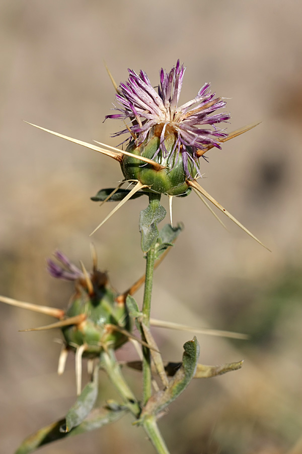 Изображение особи Centaurea iberica.