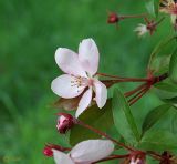 genus Malus