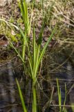 genus Scirpus