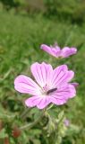 род Geranium