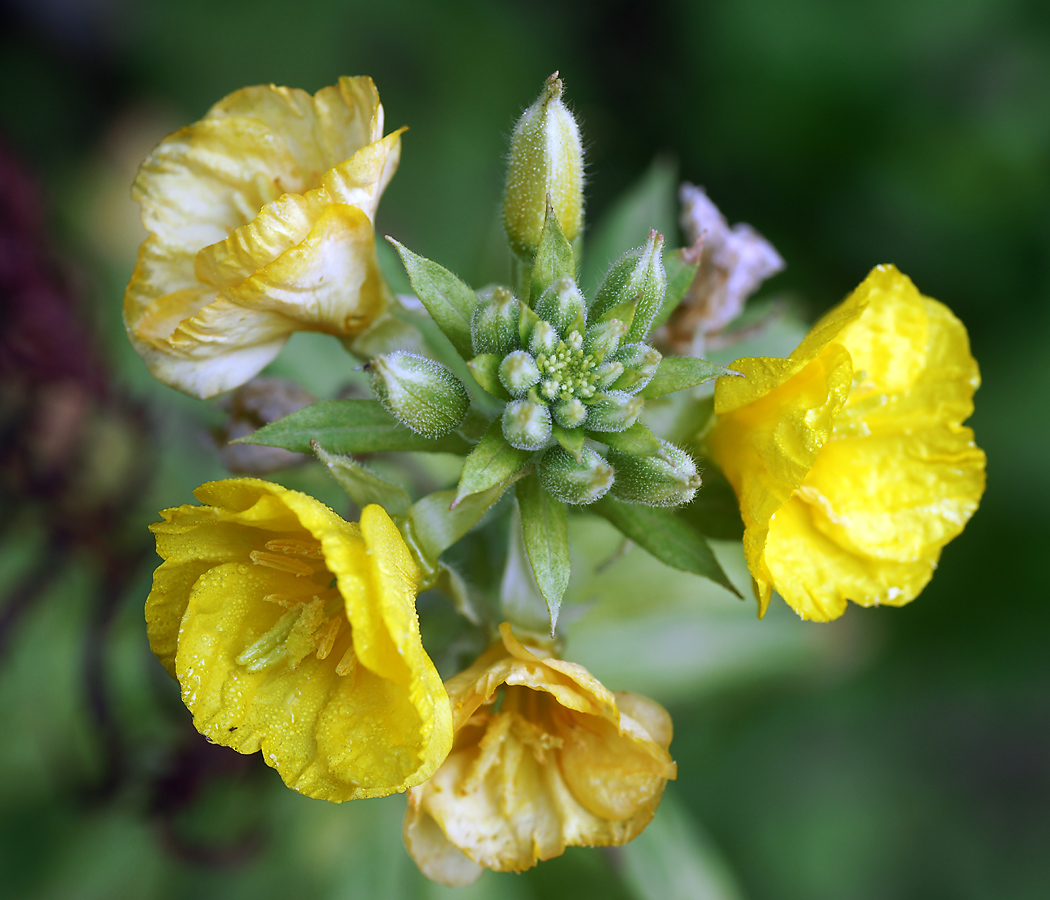 Изображение особи Oenothera rubricaulis.