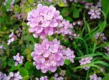 Lantana montevidensis