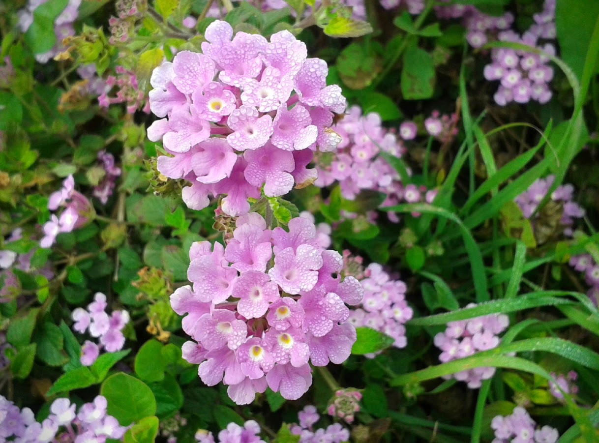 Изображение особи Lantana montevidensis.