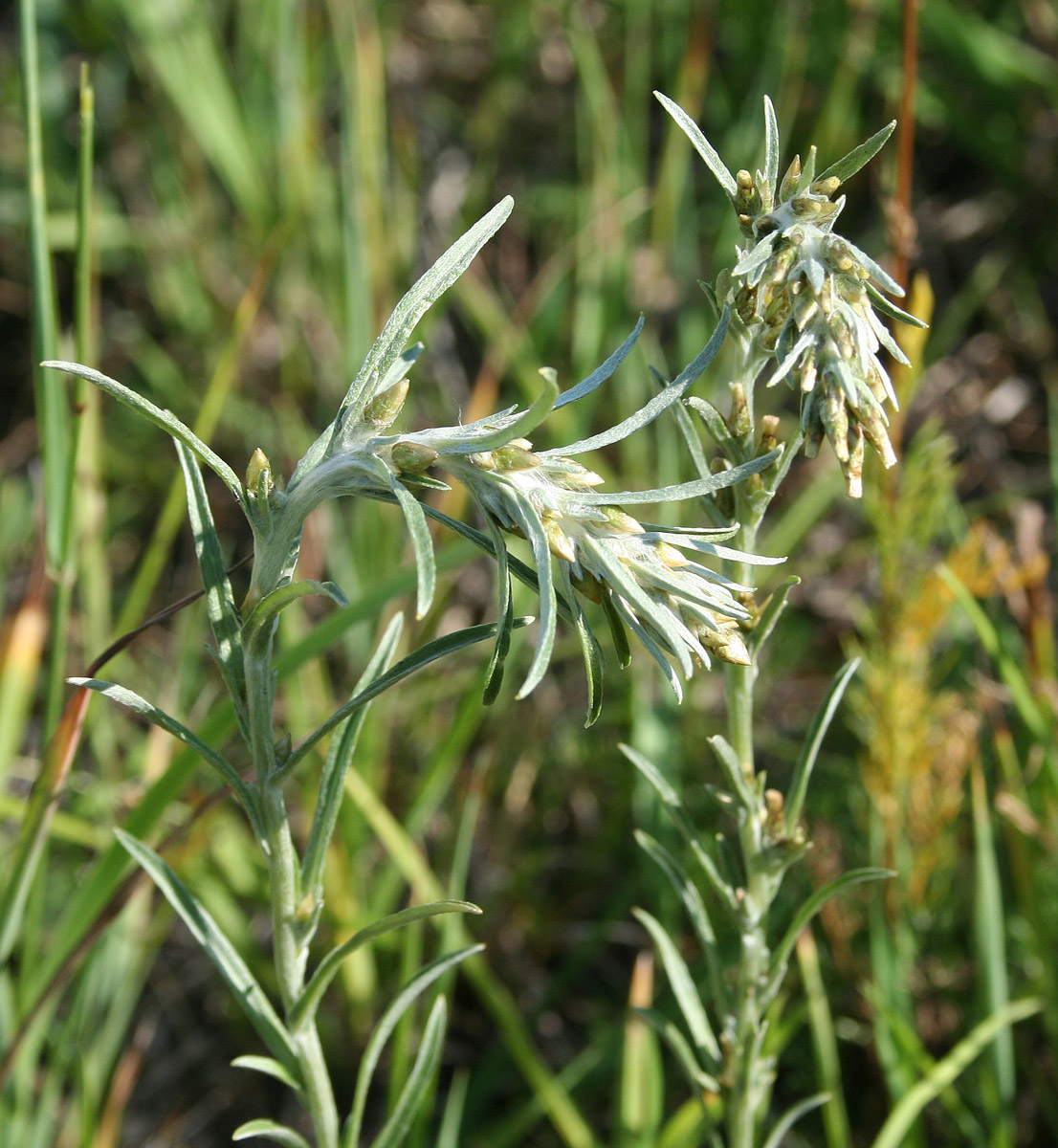 Изображение особи Omalotheca sylvatica.