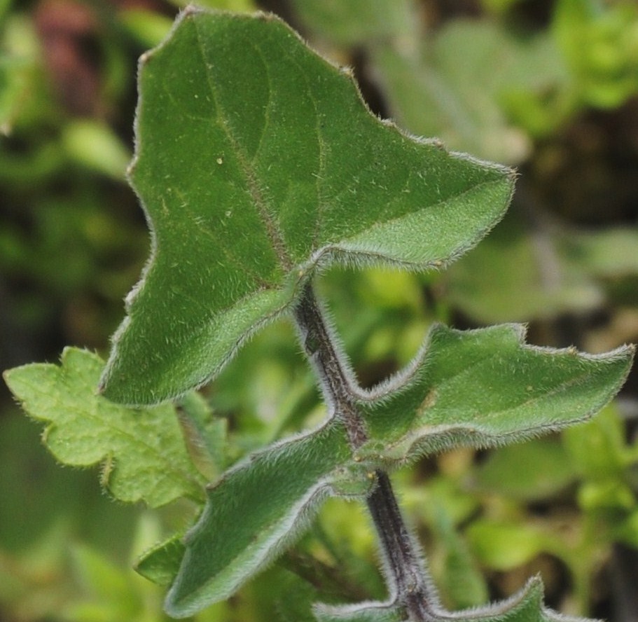 Изображение особи Sisymbrium orientale.