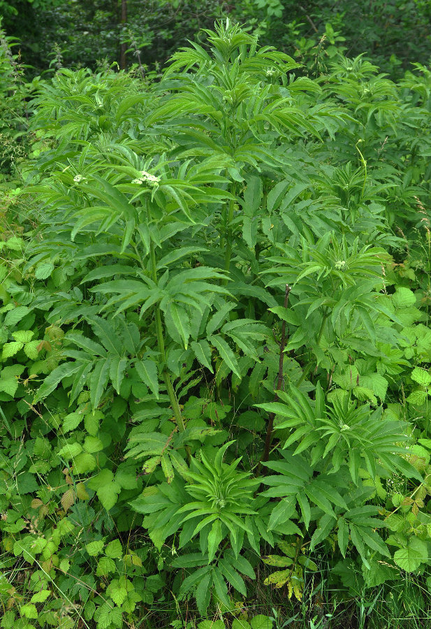 Изображение особи Sambucus ebulus.