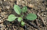 Sisymbrium loeselii. Ювенильное растение. Краснодарский край, Кущевский р-н, станица Шкуринская, по палу под кустами. 05.04.2017.