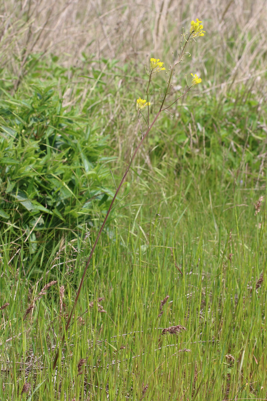 Желтушник седеющий (Erysimum canescens)