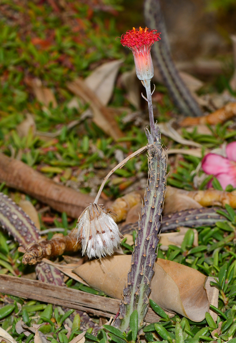 Изображение особи Kleinia stapeliiformis.