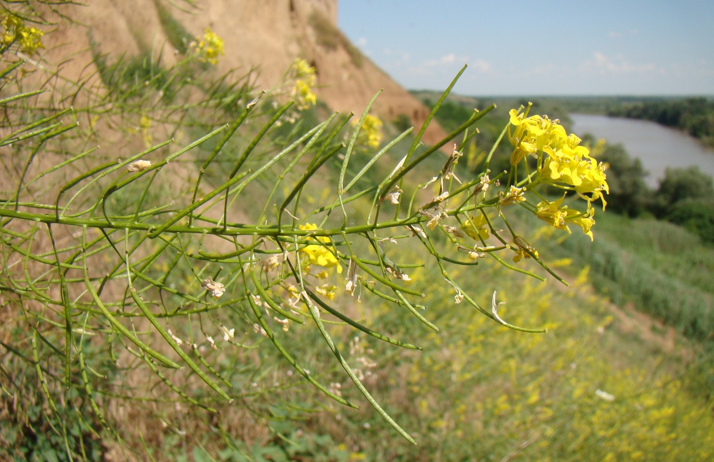 Изображение особи Sisymbrium loeselii.