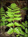 Dryopteris cristata