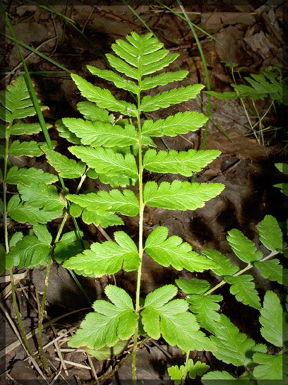 Изображение особи Dryopteris cristata.