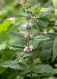 Mentha arvensis