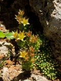 Sedum laconicum. Цветущее растение в щели между камнями. Греция, о-в Крит, ном Ханья (Νομός Χανίων), дим Сфакион (Δήμος Σφακίων), горный массив Лефка Ори (Λευκά Όρη), 1650 м н.у.м., каменистый склон. 21 июня 2017 г.