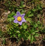 Pulsatilla patens