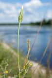 Tragopogon pratensis