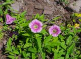 Calystegia dahurica