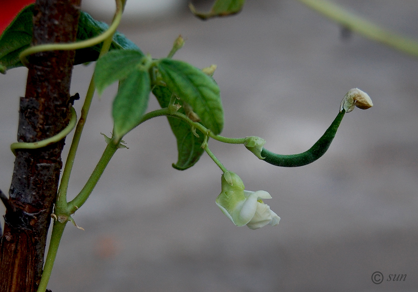 Изображение особи Phaseolus vulgaris.