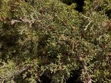 Juniperus phoenicea. Ветви растения с шишкоягодами. Кипр, г. Айа-Напа, охраняемая природная зона Agías Théklas, берег моря. 01.10.2018.
