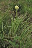 Allium victorialis