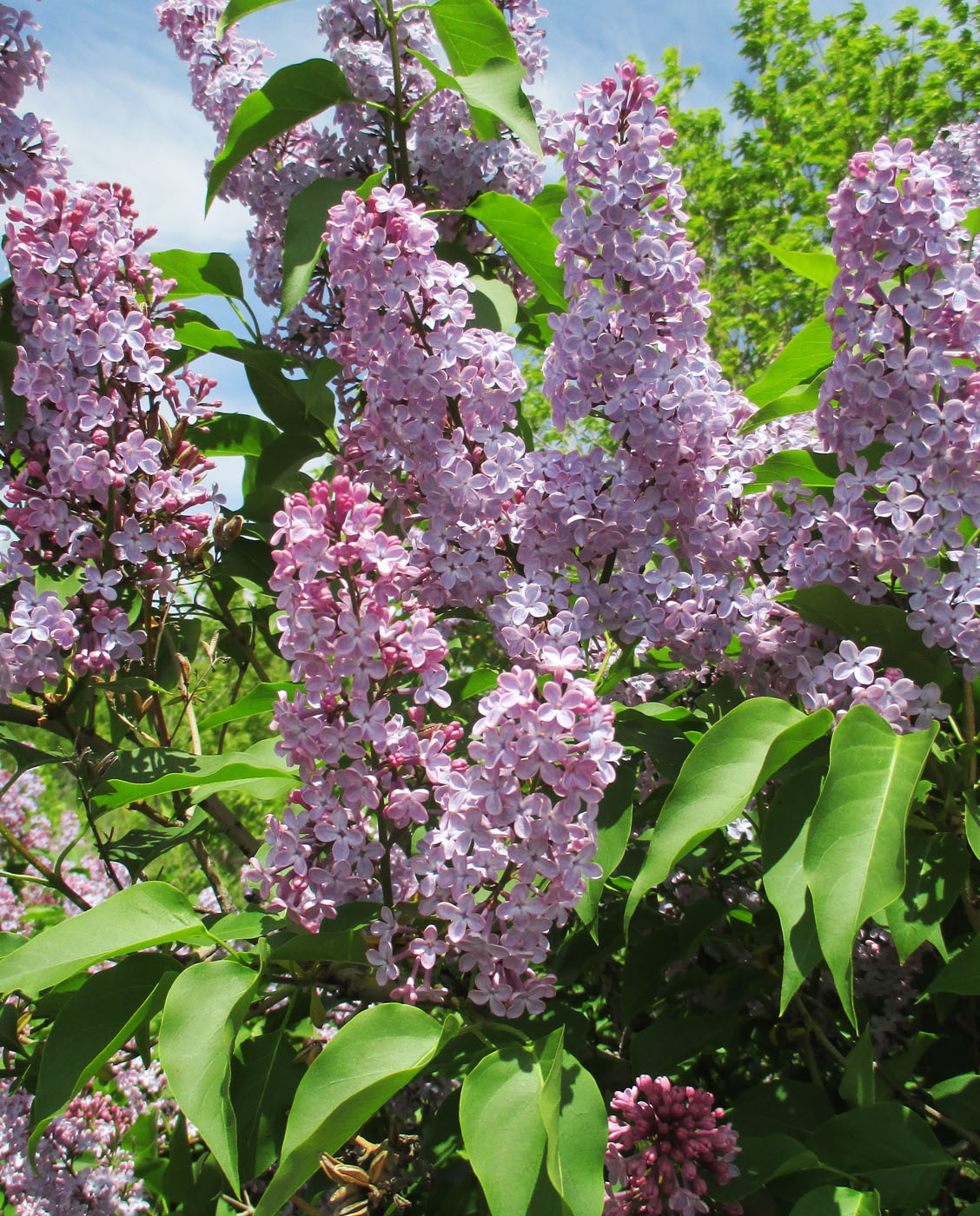 Изображение особи Syringa vulgaris.