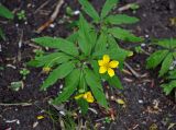 Anemone ranunculoides. Цветущее растение. Новгородская обл., Старая Русса, курортный парк. 11.05.2019.