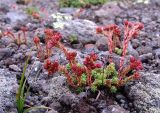 Sedum tenellum