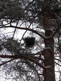 Pinus sylvestris. \"Ведьмина метла\" в кроне. Беларусь, г. Гродно, лесопарк Пышки. 24.12.2018.