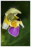 Galeopsis speciosa. Цветок. Республика Татарстан, Волжско-Камский заповедник. 11.07.2010.