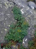 Vaccinium uliginosum. Плодоносящие растения. Челябинская обл., Златоустовский гор. округ, хребет Уреньга, ≈ 1000 м н.у.м., каменистый склон. 25.07.2020.