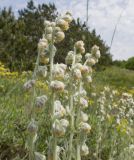 Artemisia caucasica