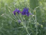 Aquilegia vulgaris