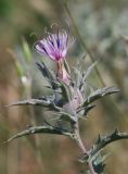 Carthamus glaucus. Верхушка побега с соцветием. Краснодарский край, м/о г. Новороссийск, окр. с. Широкая Балка, старый горельник в можжевеловом лесу. 10 июля 2021 г.