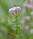 Asperula supina