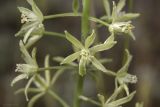 Ornithogalum pyrenaicum