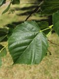 Tilia americana