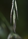 Festuca gigantea