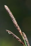 Carex rotundata