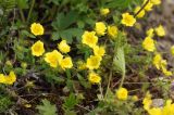 Potentilla humifusa