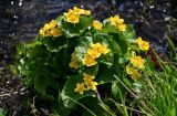 Caltha palustris