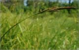 Carex sylvatica. Мужское соцветие. Чувашия, окр. г. Шумерля, вырубка за Низким полем. 4 июня 2010 г.