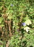 genus Aconitum. Цветущее растение. Кабардино-Балкария, Эльбрусский р-н, гора Чегет, нижняя часть склона, луг. 28 августа 2023 г.
