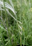 Stipa lessingiana. Верхушка плодоносящего растения. Ростовская обл., Персиановская степь, окр. станицы Красюковская, на верхней части склона балки. 23 мая 2011 г.