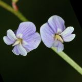 Astragalus austriacus. Цветки. Республика Татарстан, Камско-Устьинский р-н, окр. с. Барышево, берег р. Сухая Улема. 07.08.2011.