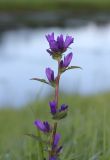 Campanula glomerata. Верхушка цветущего растения. Московская обл., Рузский р-н., окр. дер. Полуэктово. 29.06.2012.