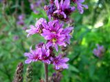 Lythrum salicaria. Часть соцветия. Ленинградская область, окрестности поселка Токсово. 27 июля 2012 г.