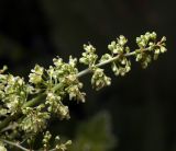 Rumex confertus