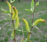 Salix alba