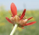 Adonis flammea